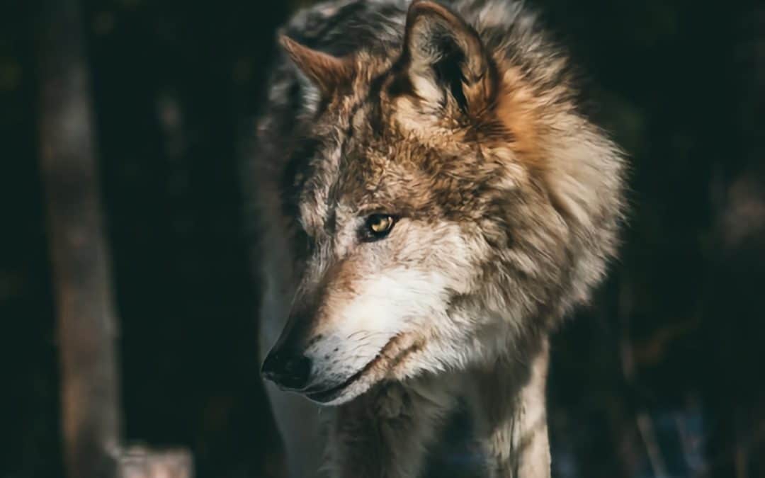 Wolves: Pivotal Predators impacting the terrestrial carbon cycleAugust 2022