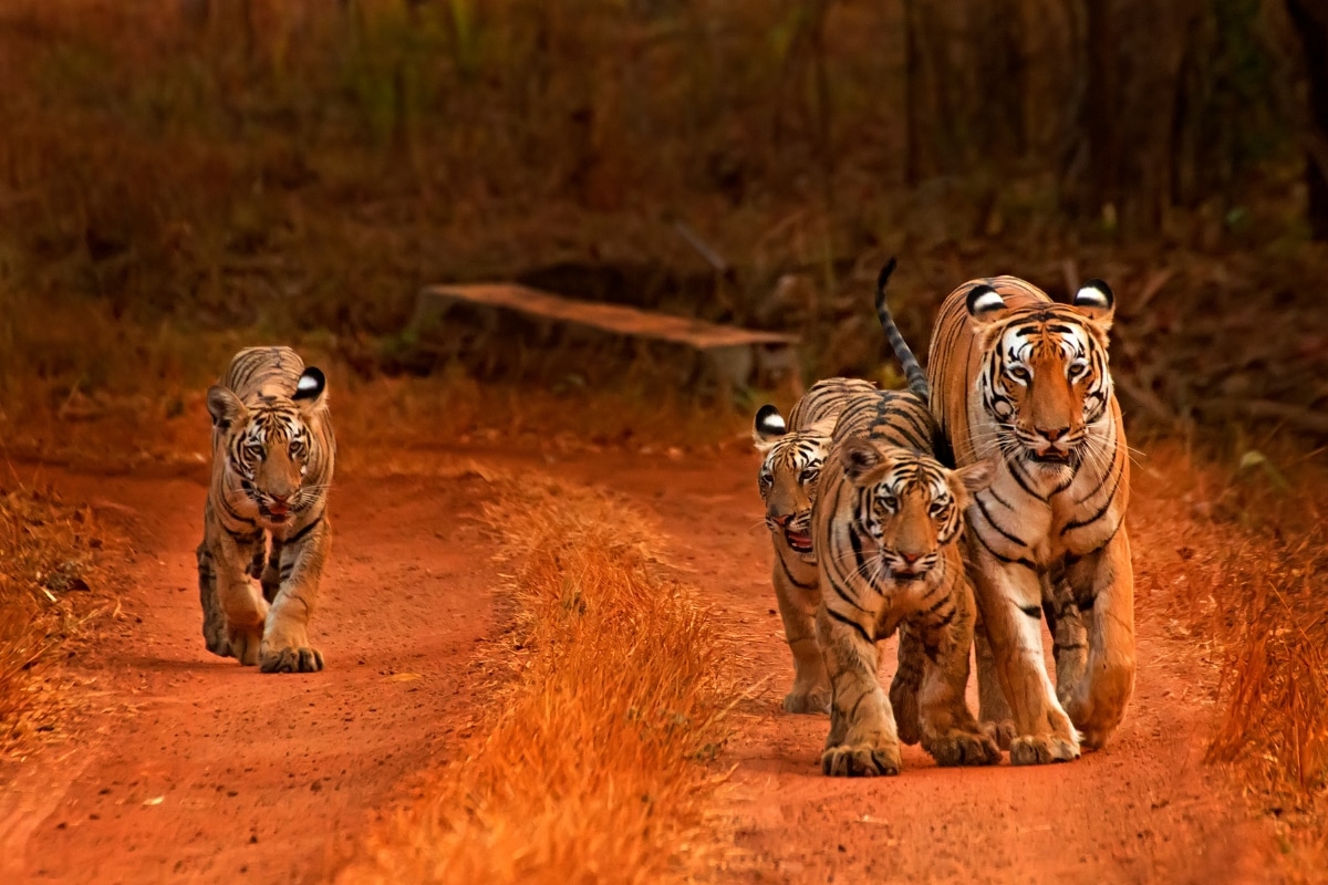 Tiger family credit Bhavya Joshi