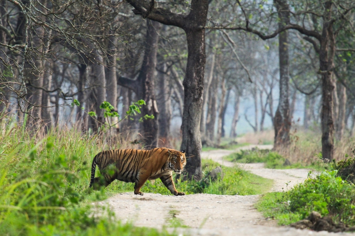 Tiger in forest credit ksumano from Getty Images
