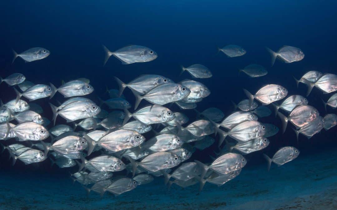 Protecting and enhancing wildlife populations could be a global warming game changerMarch 2023