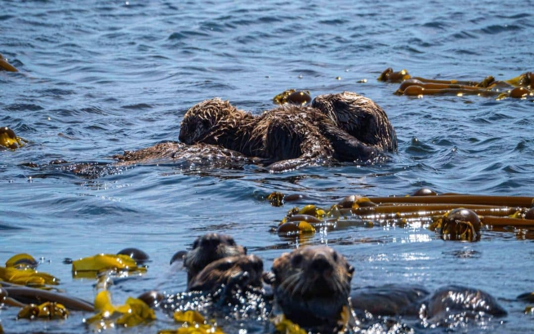 Sea otters: Influencing the amount of atmospheric carbon absorbed and stored by kelpAugust 2022