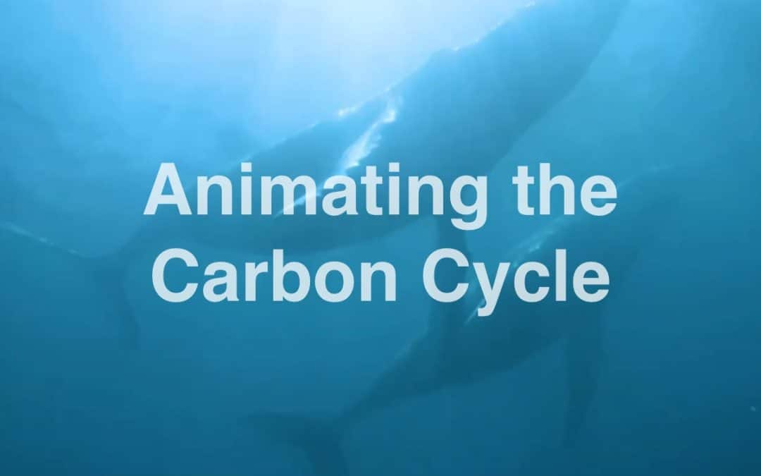 Animating the Carbon Cycle: ReWild AfricaApril 2022