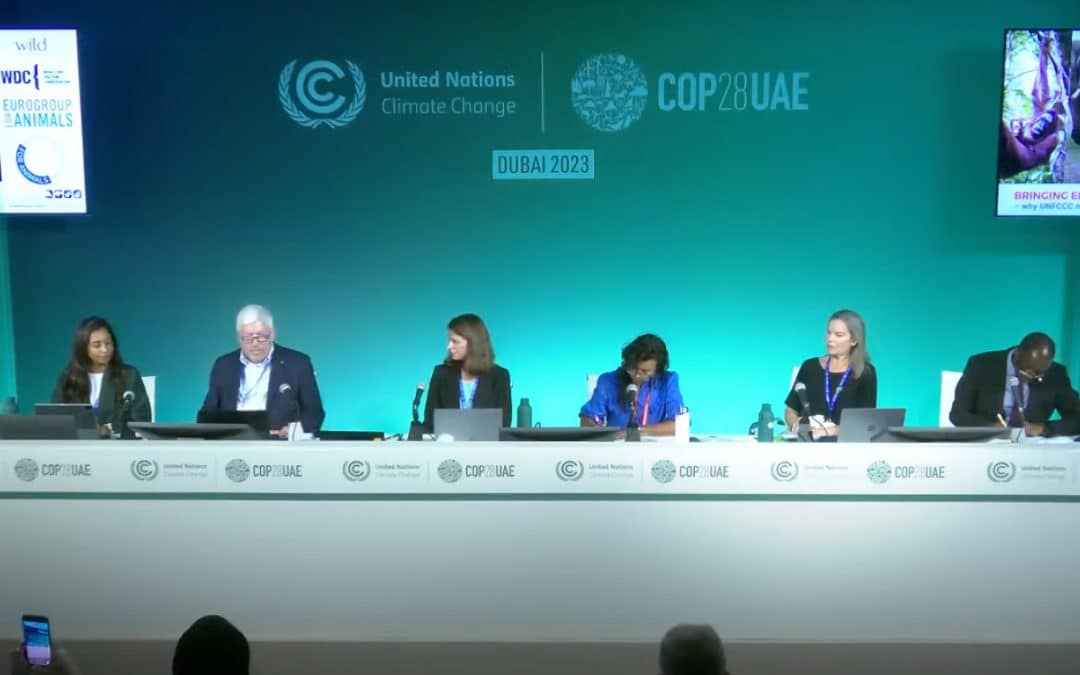 Bringing elephants into the room – Why UNFCCC needs to put animals on the tableDecember 2023