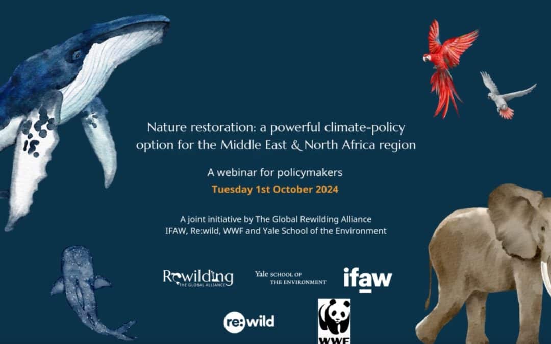 Nature restoration: a powerful climate-policy option for the Middle East & North Africa regionOctober 2024