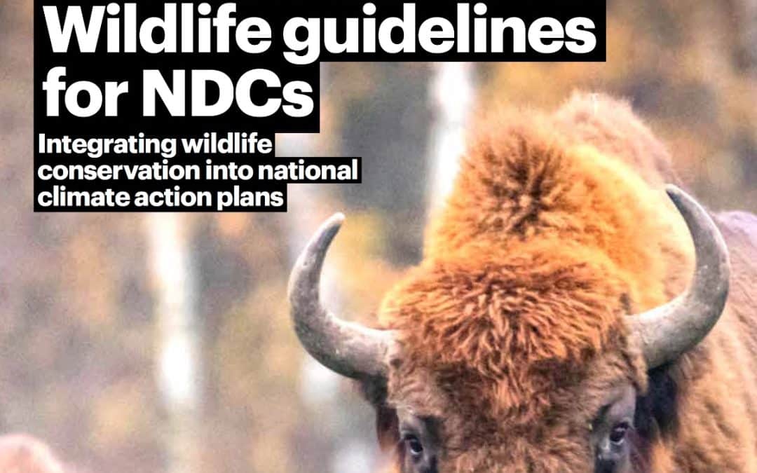 Announcing new Wildlife Guidelines for NDCs – Integrating wildlife conservation into national climate action plans
