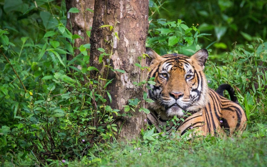 Tigers and Climate: First-of-its-kind research in Asia finds a dual win for nature and climate policy