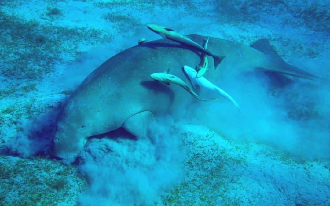Dugongs, the climate heroes that more than double the carbon capture & storage of Bahrain’s seagrass meadows