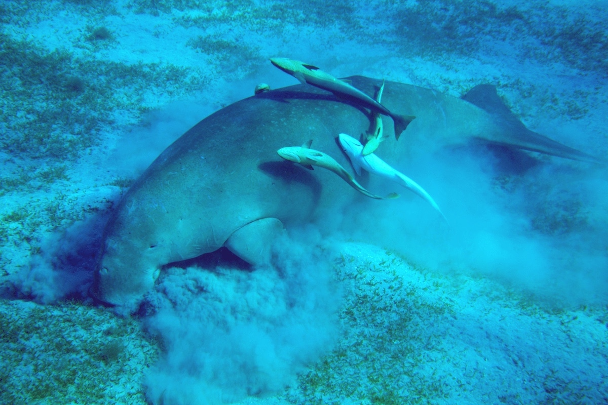 Dugong eating